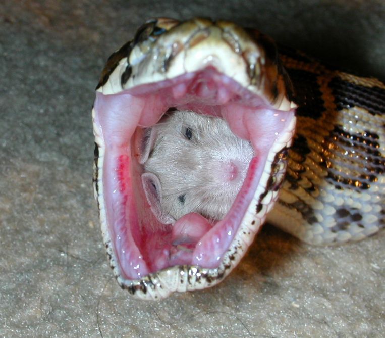 2snake.jpg