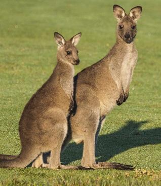 Kangaroo