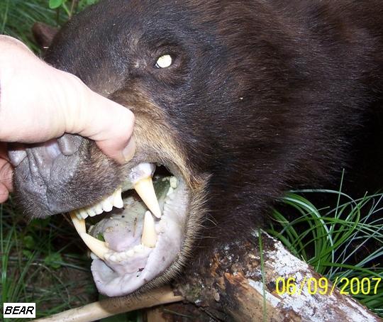 Bear's Teeth