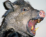 Boar's Teeth (Wild Pig)