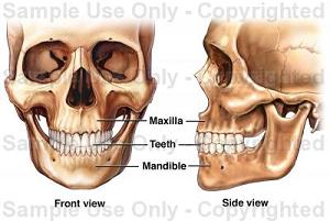 human jaws